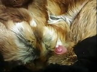 fur jibe consent to (cum) on (in) hole up coat 2 cum